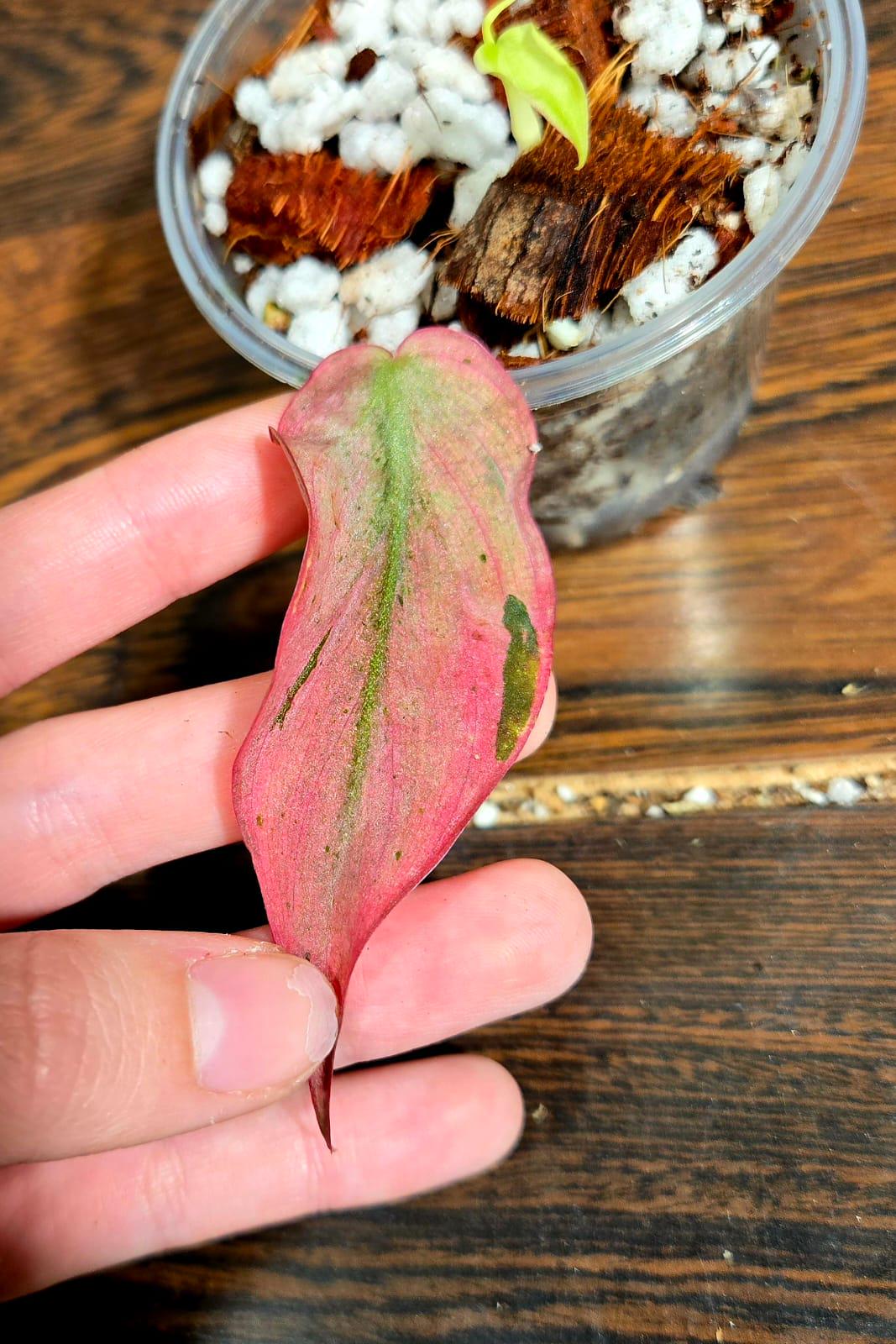 Rare Variegated Philodendron Mican Mint in a Nursery Pot - Variegated Indoor Potted Plant- US SELLER