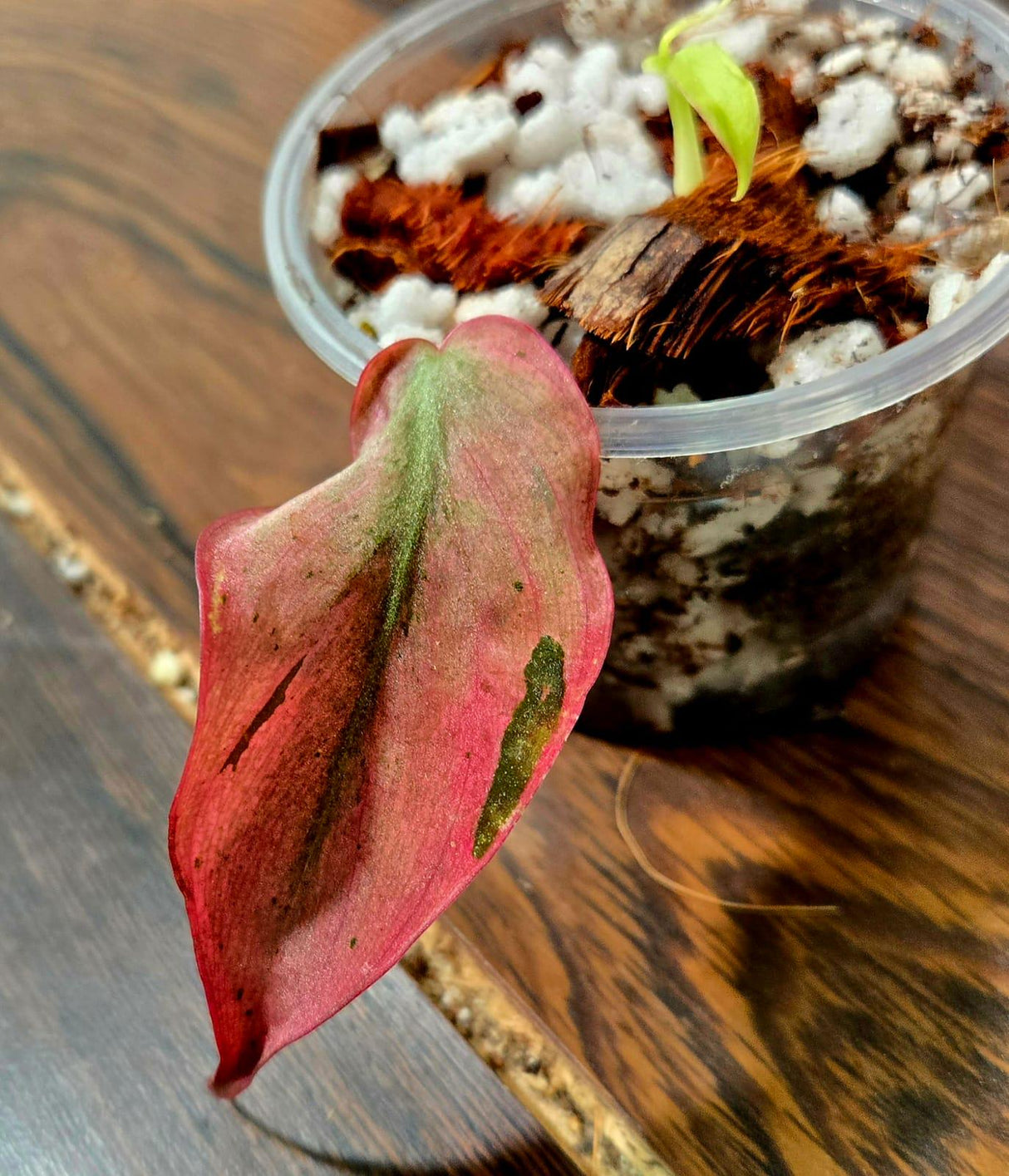 Rare Variegated Philodendron Mican Mint in a Nursery Pot - Variegated Indoor Potted Plant- US SELLER