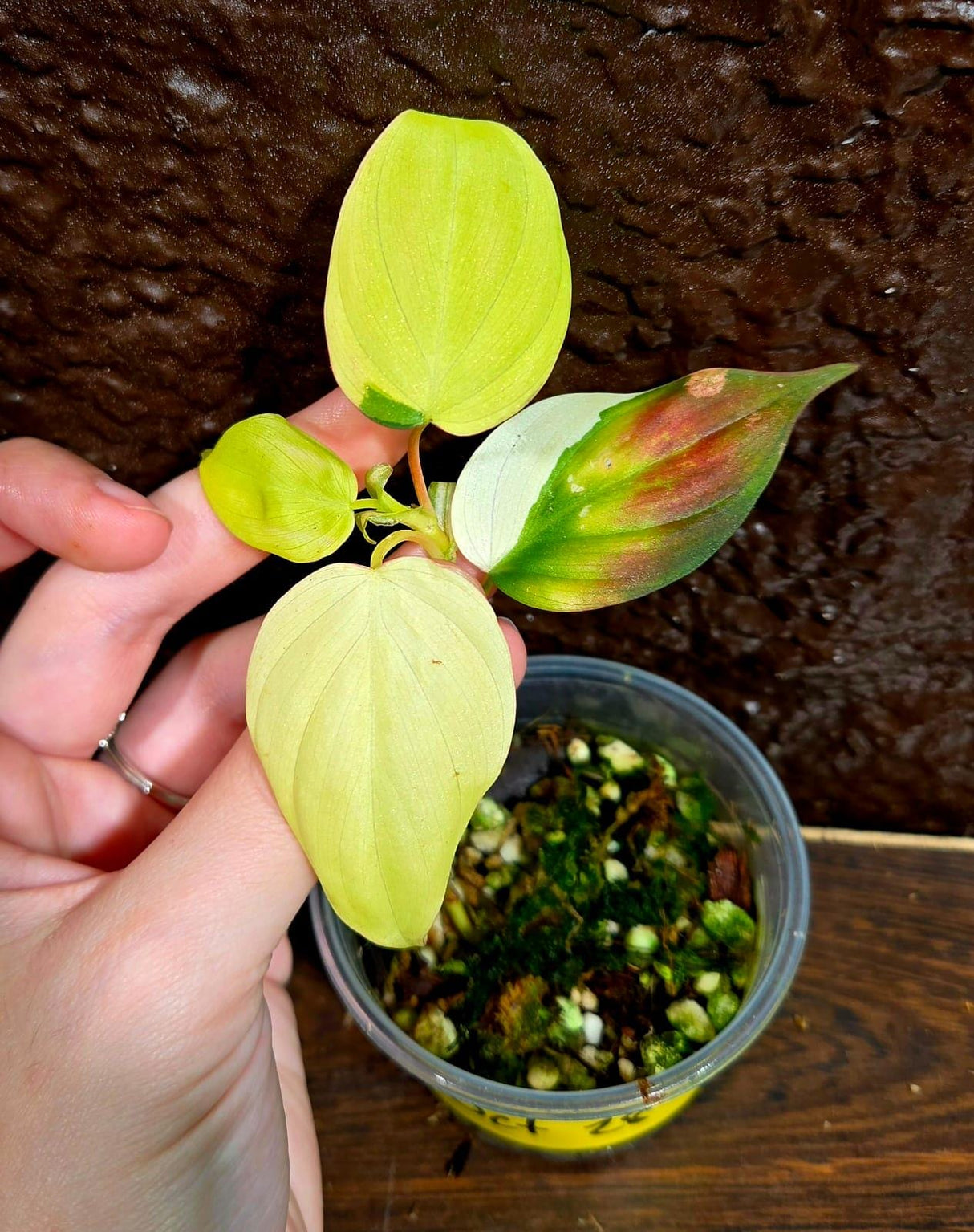 Rare Variegated Philodendron Mican Aurea in a Nursery Pot - High Variegated Mican Potted Plant - US SELLER - SAME Potted Plant