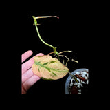 Rare Variegated Philodendron Mican Mint in a Nursery Pot - Variegated Indoor Potted Plant- US SELLER - A Similar Pot as the image