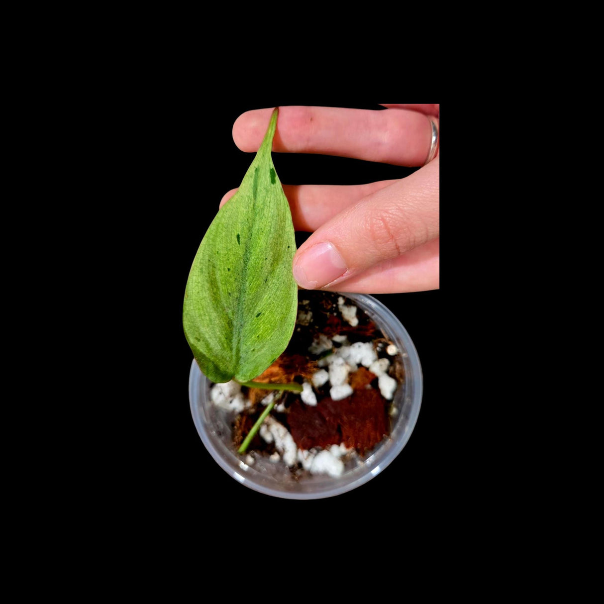 Rare Variegated Philodendron Mican Mint in a Nursery Pot - Variegated Indoor Potted Plant- US SELLER - EXACT Same Pot as the image