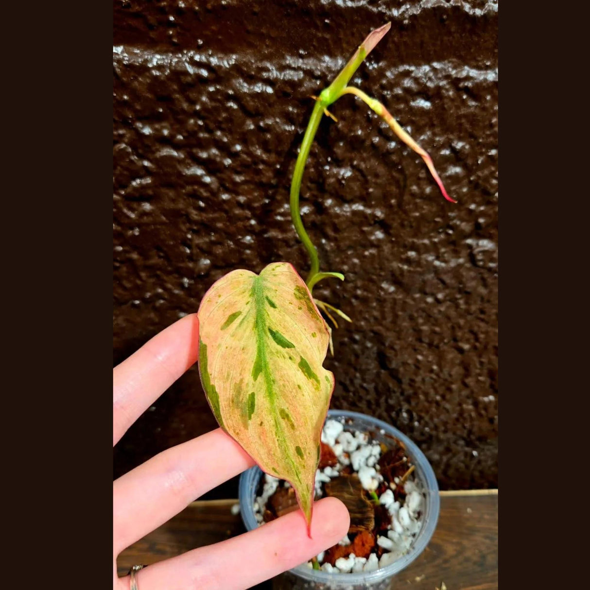 Rare Variegated Philodendron Mican Mint in a Nursery Pot - Variegated Indoor Potted Plant- US SELLER - A Similar Pot as the image