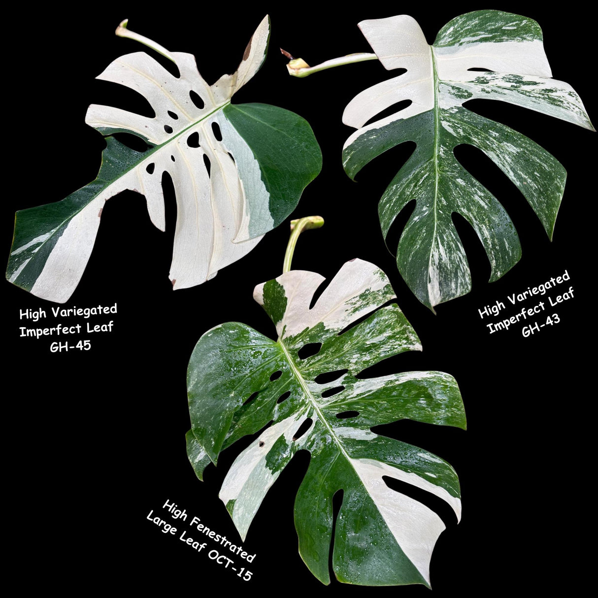 Monstera Albo - Rare Variegated Monstera Borsigiana Albo - USA seller - Grower's Choice
