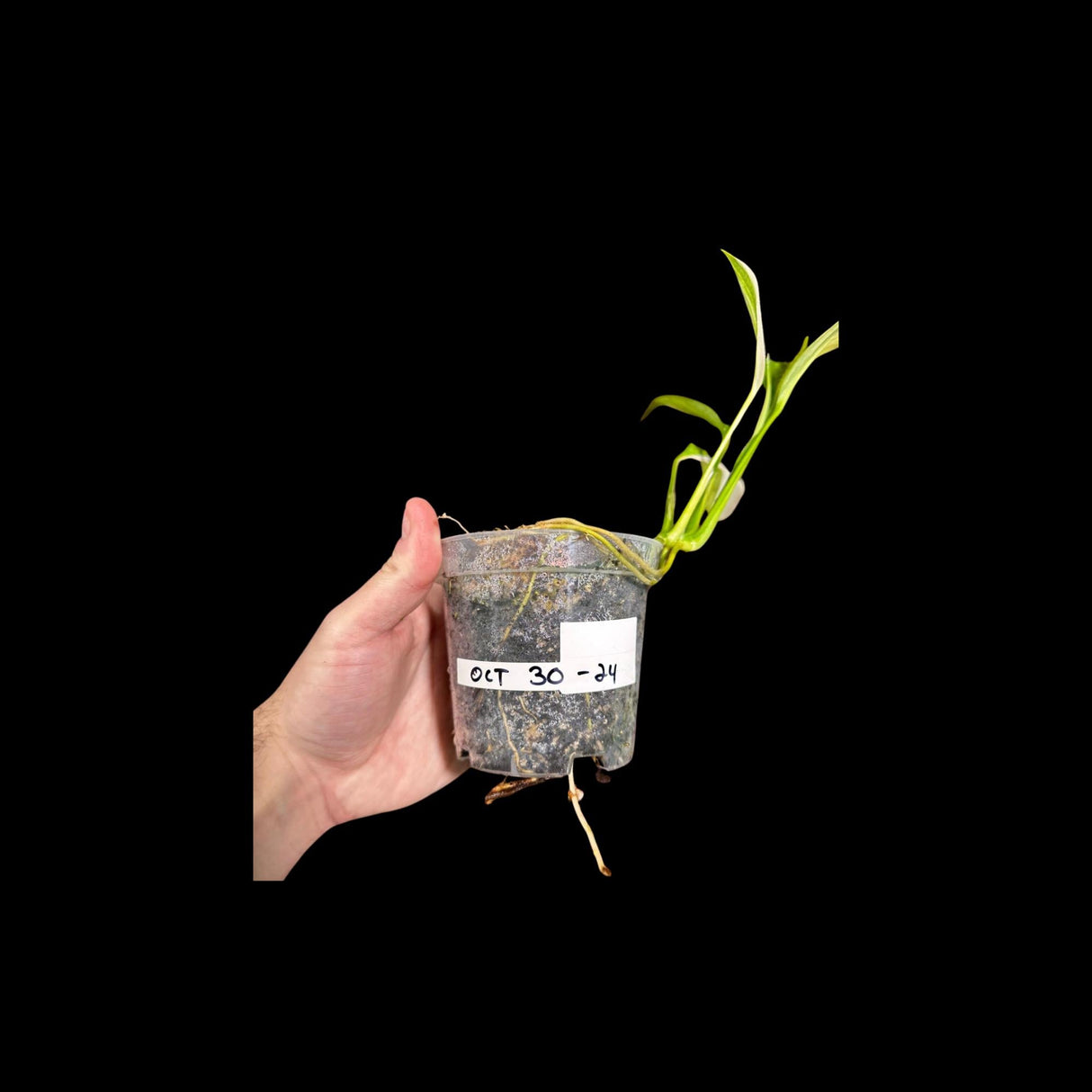 RARE Variegated Epipremnum Amplissimum Aurea Plant in a Nursery Pot - Variegated Indoor Plant -SAME Pot as picture - US Seller