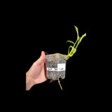 RARE Variegated Epipremnum Amplissimum Aurea Plant in a Nursery Pot - Variegated Indoor Plant -SAME Pot as picture - US Seller