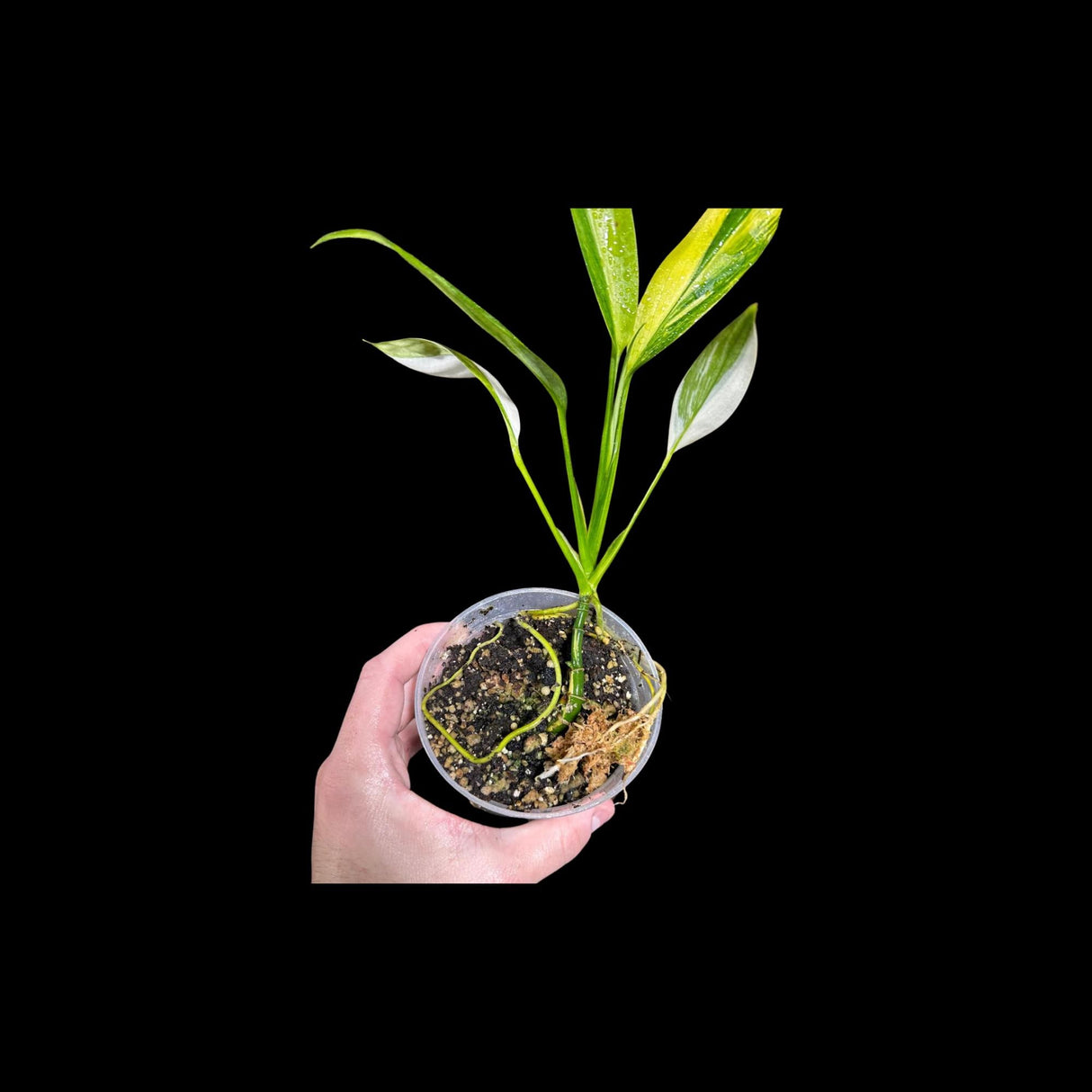 RARE Variegated Epipremnum Amplissimum Aurea Plant in a Nursery Pot - Variegated Indoor Plant -SAME Pot as picture - US Seller