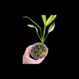 RARE Variegated Epipremnum Amplissimum Aurea Plant in a Nursery Pot - Variegated Indoor Plant -SAME Pot as picture - US Seller