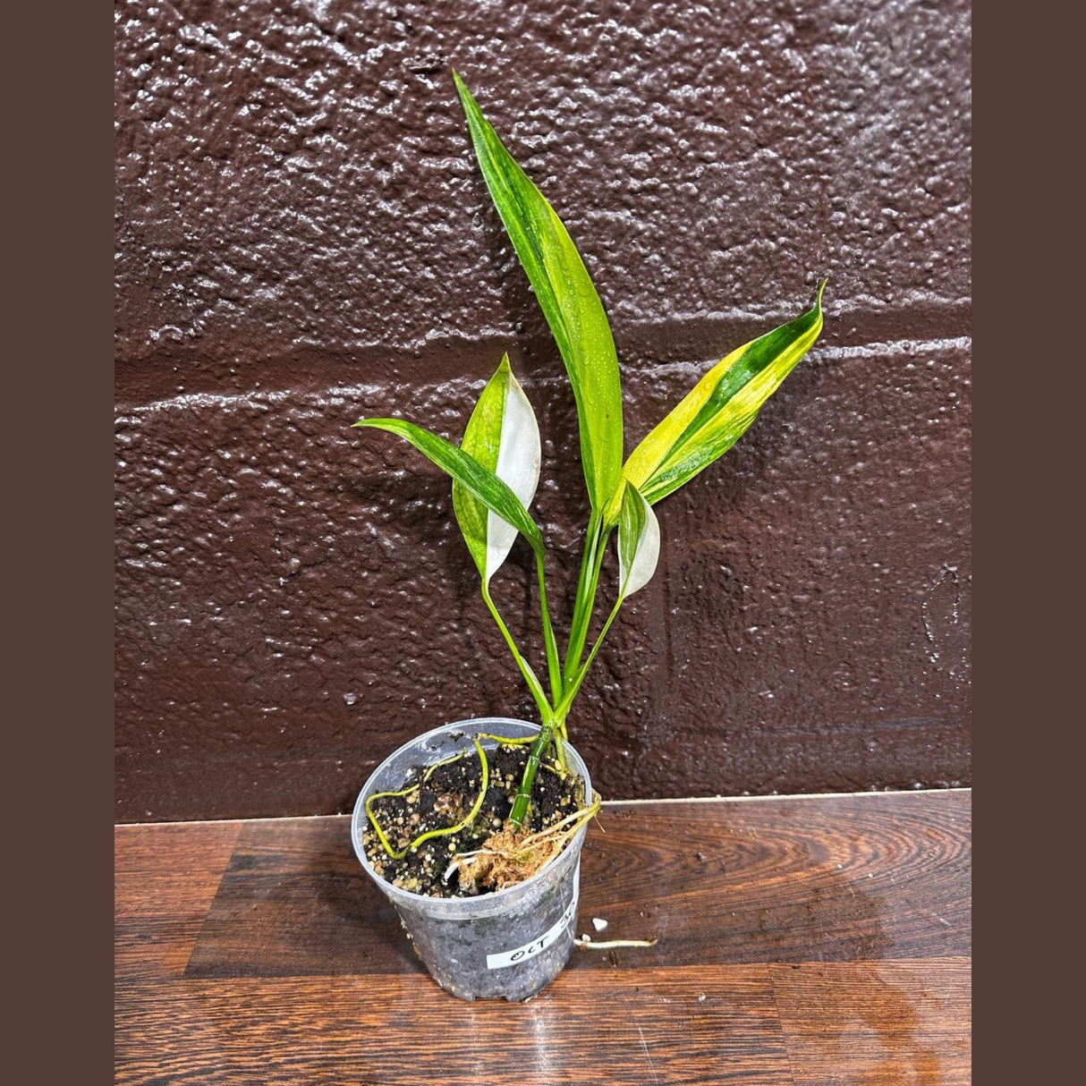 RARE Variegated Epipremnum Amplissimum Aurea Plant in a Nursery Pot - Variegated Indoor Plant -SAME Pot as picture - US Seller