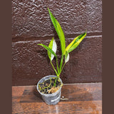 RARE Variegated Epipremnum Amplissimum Aurea Plant in a Nursery Pot - Variegated Indoor Plant -SAME Pot as picture - US Seller