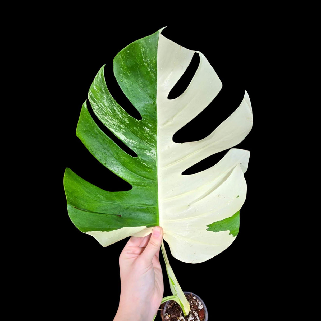 Variegated Monstera Albo Plant - Rare Indoor White Monstera Albo Borsigiana Plant - Albo Monstera - Rare Houseplant - US Seller -Similar Pot