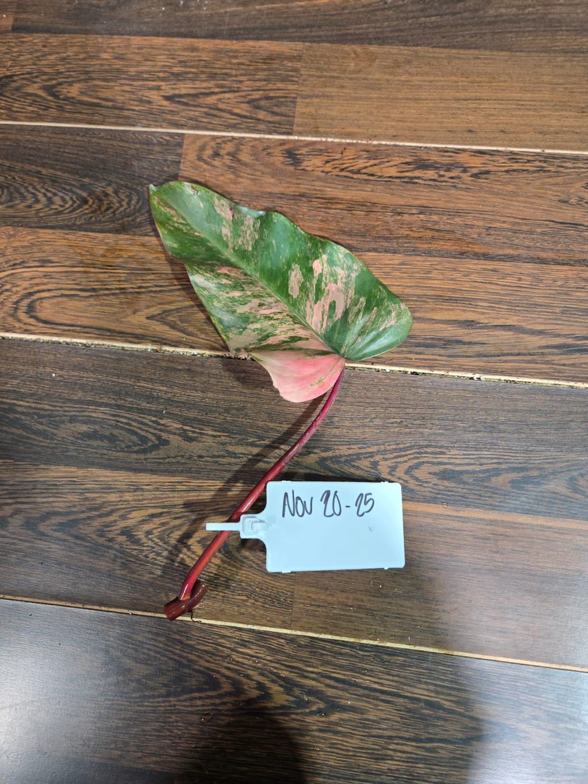 Variegated Philodendron Strawberry Shake Cutting - Rare Collector Starter Plant - Low Light Indoor Plant - Gift for Mom - US Seller