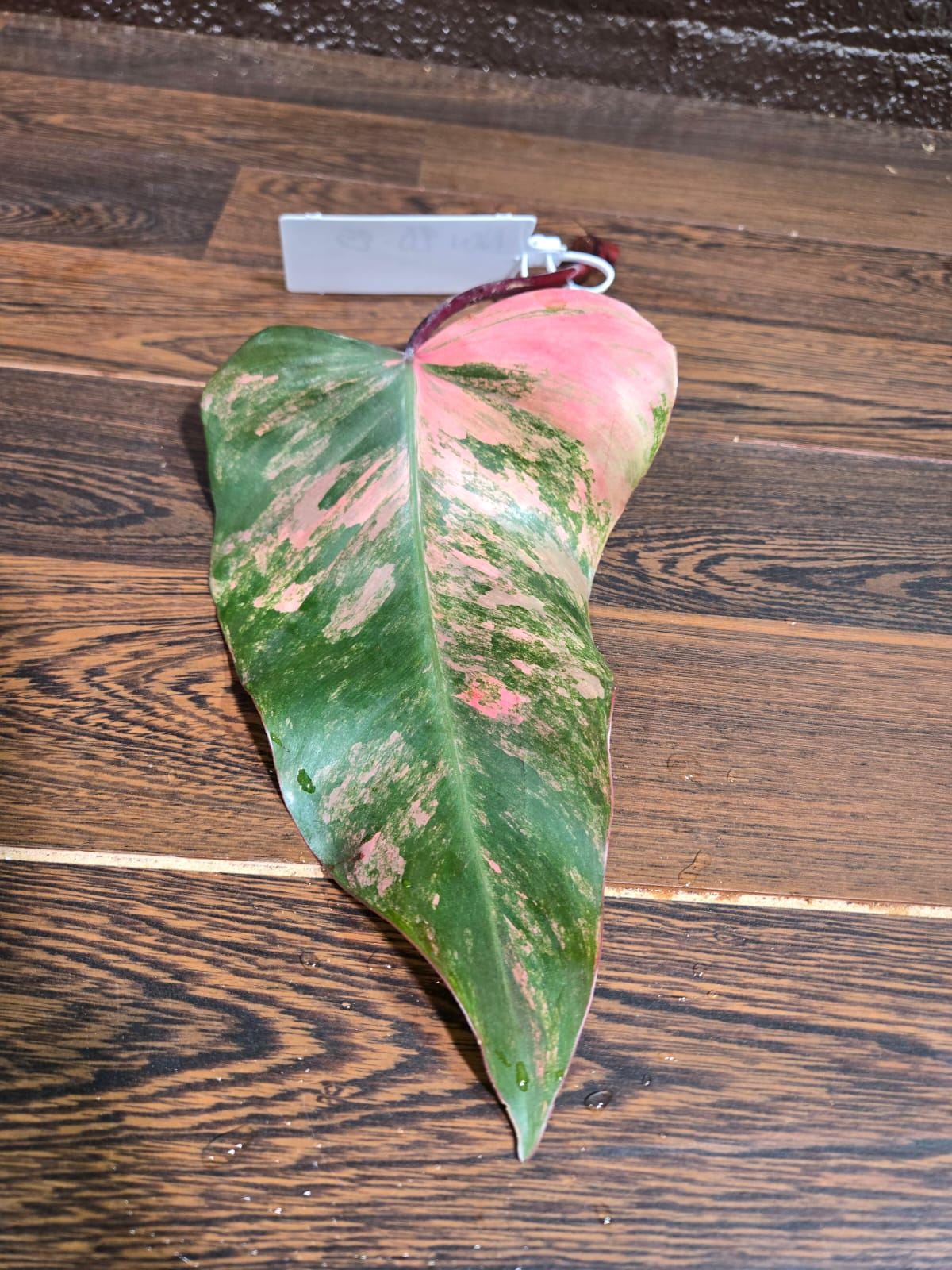 Variegated Philodendron Strawberry Shake Cutting - Rare Collector Starter Plant - Low Light Indoor Plant - Gift for Mom - US Seller