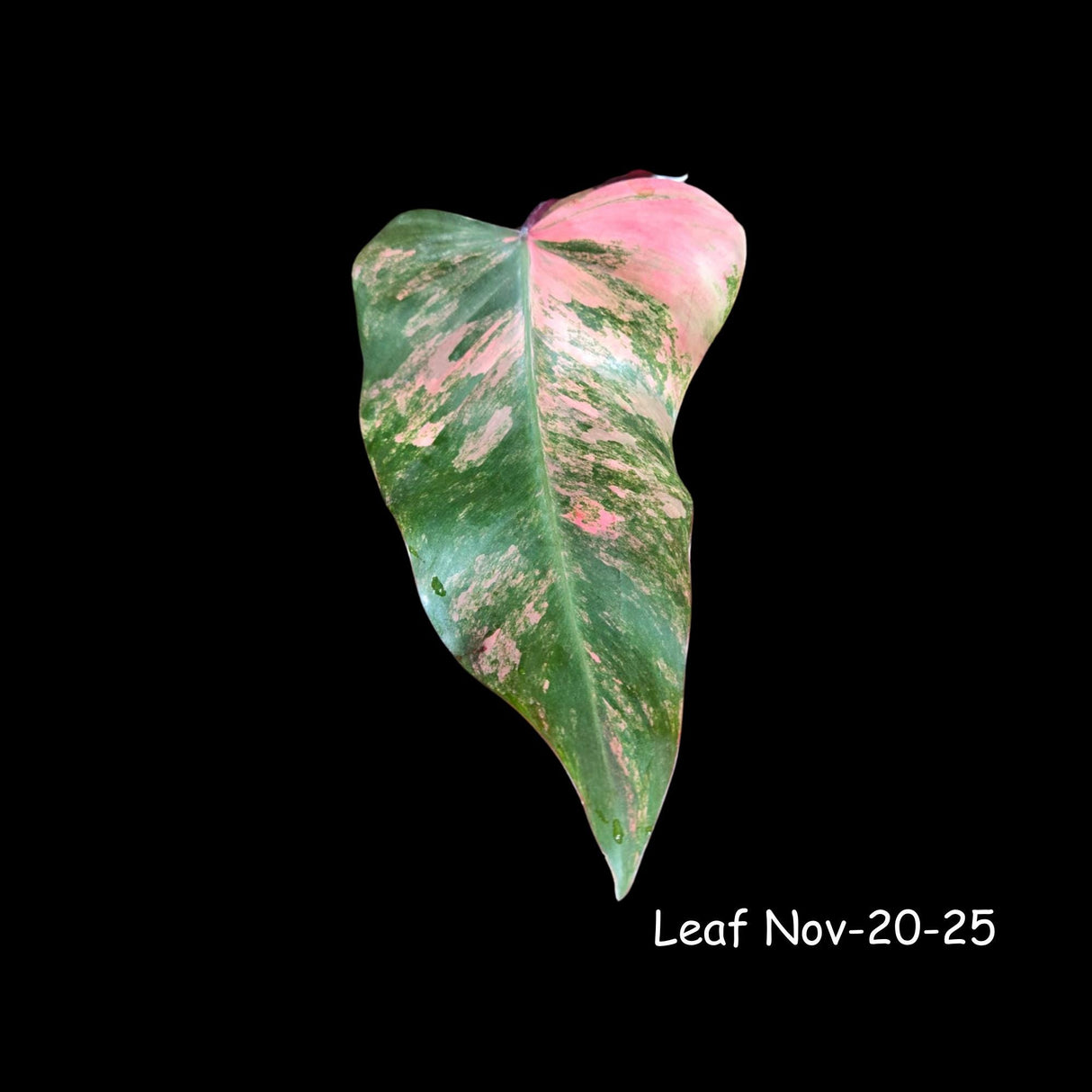 Variegated Philodendron Strawberry Shake Cutting - Rare Collector Starter Plant - Low Light Indoor Plant - Gift for Mom - US Seller