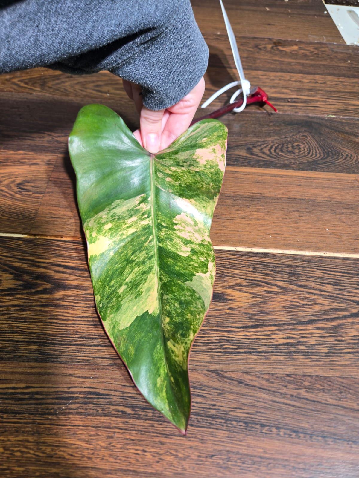 Variegated Philodendron Strawberry Shake Cutting - Rare Collector Starter Plant - Low Light Indoor Plant - Exact SAME Cutting - US Seller