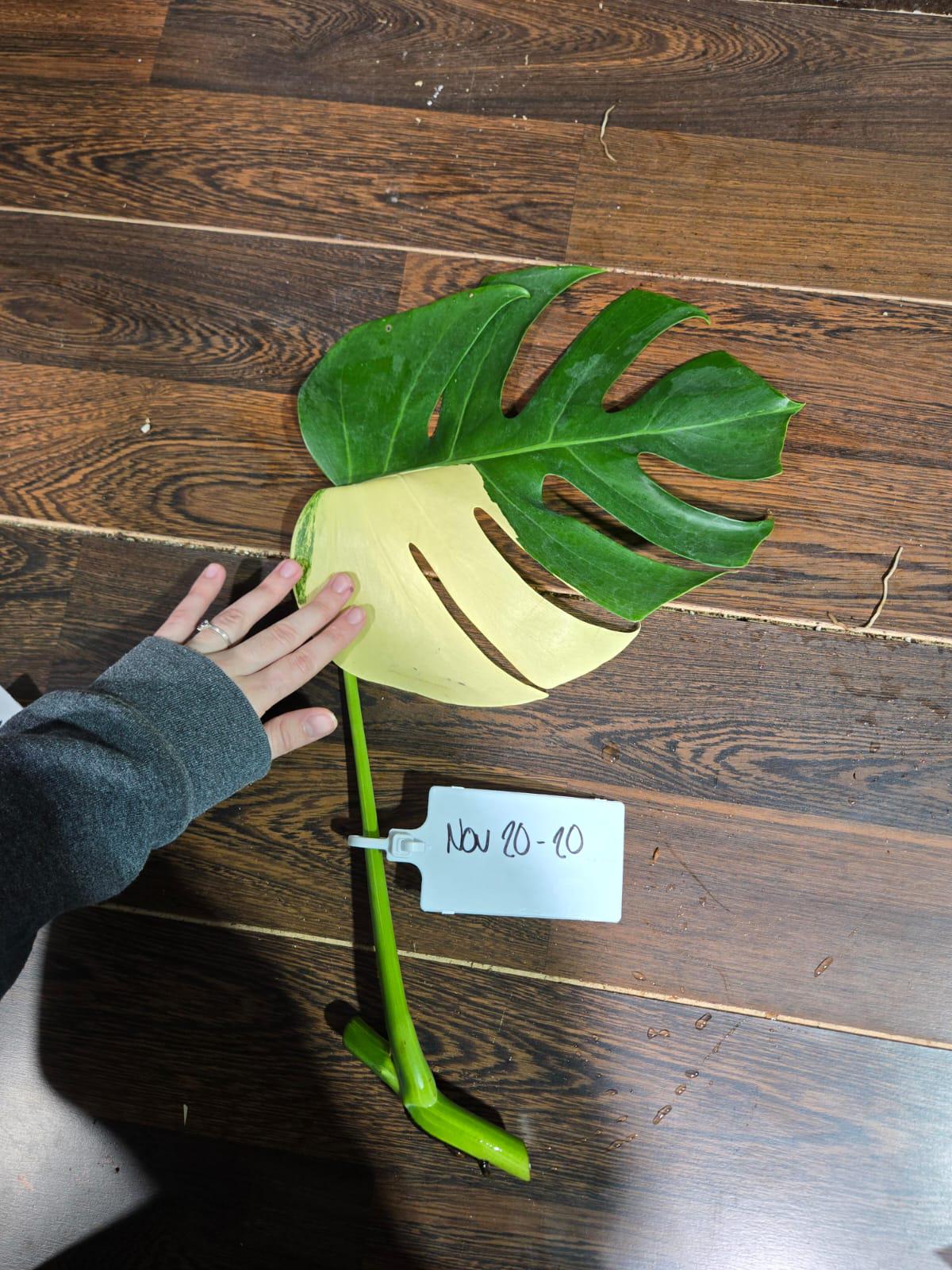 Variegated Monstera Albo Plant - Rare Indoor White Monstera Albo Borsigiana Cutting - Albo Monstera - US Seller - Rare Houseplant