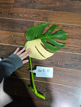 Variegated Monstera Albo Plant - Rare Indoor White Monstera Albo Borsigiana Cutting - Albo Monstera - US Seller - Rare Houseplant