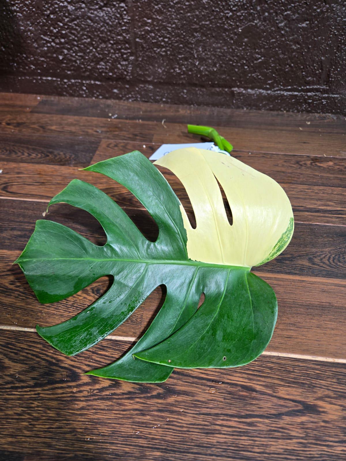 Variegated Monstera Albo Plant - Rare Indoor White Monstera Albo Borsigiana Cutting - Albo Monstera - US Seller - Rare Houseplant