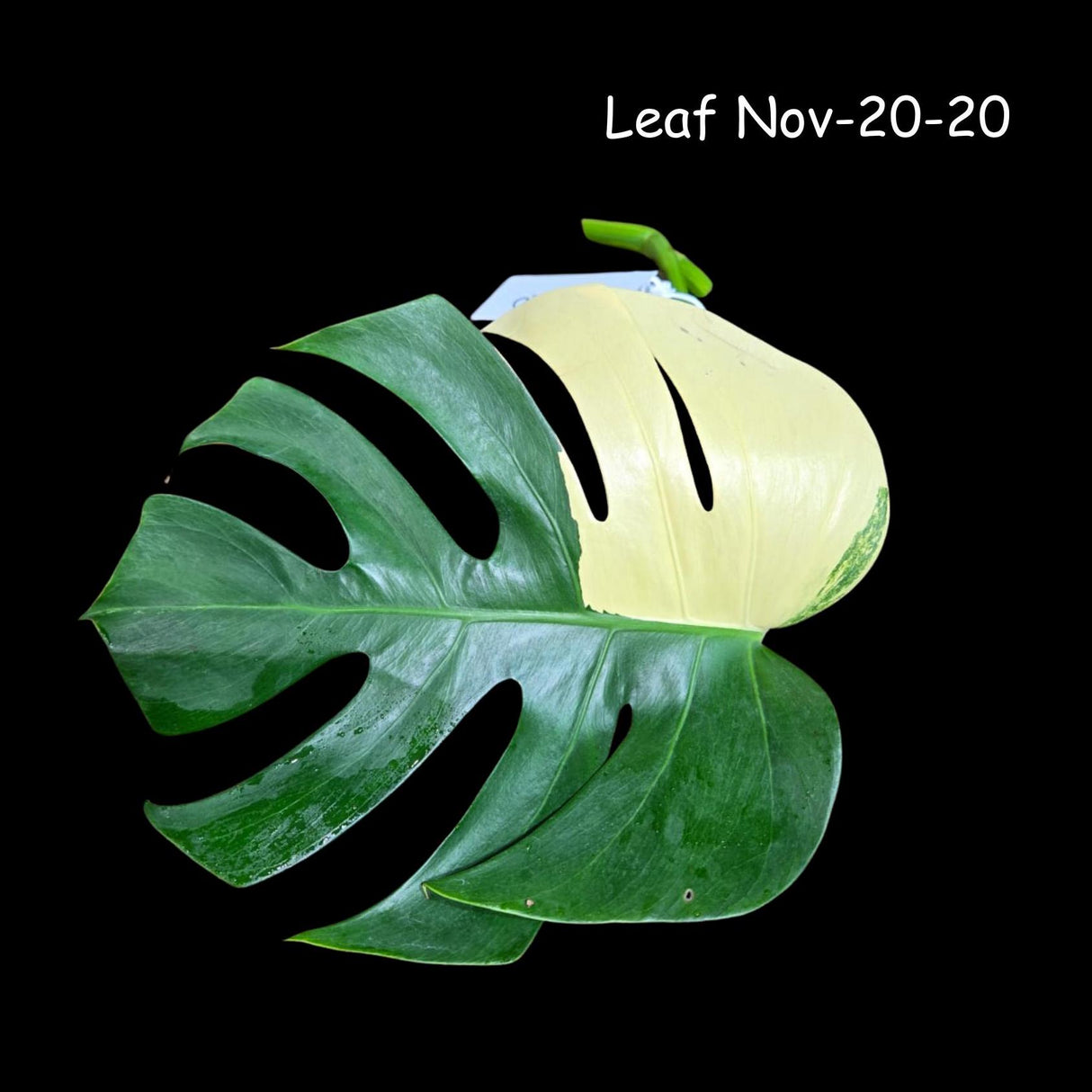 Variegated Monstera Albo Plant - Rare Indoor White Monstera Albo Borsigiana Cutting - Albo Monstera - US Seller - Rare Houseplant