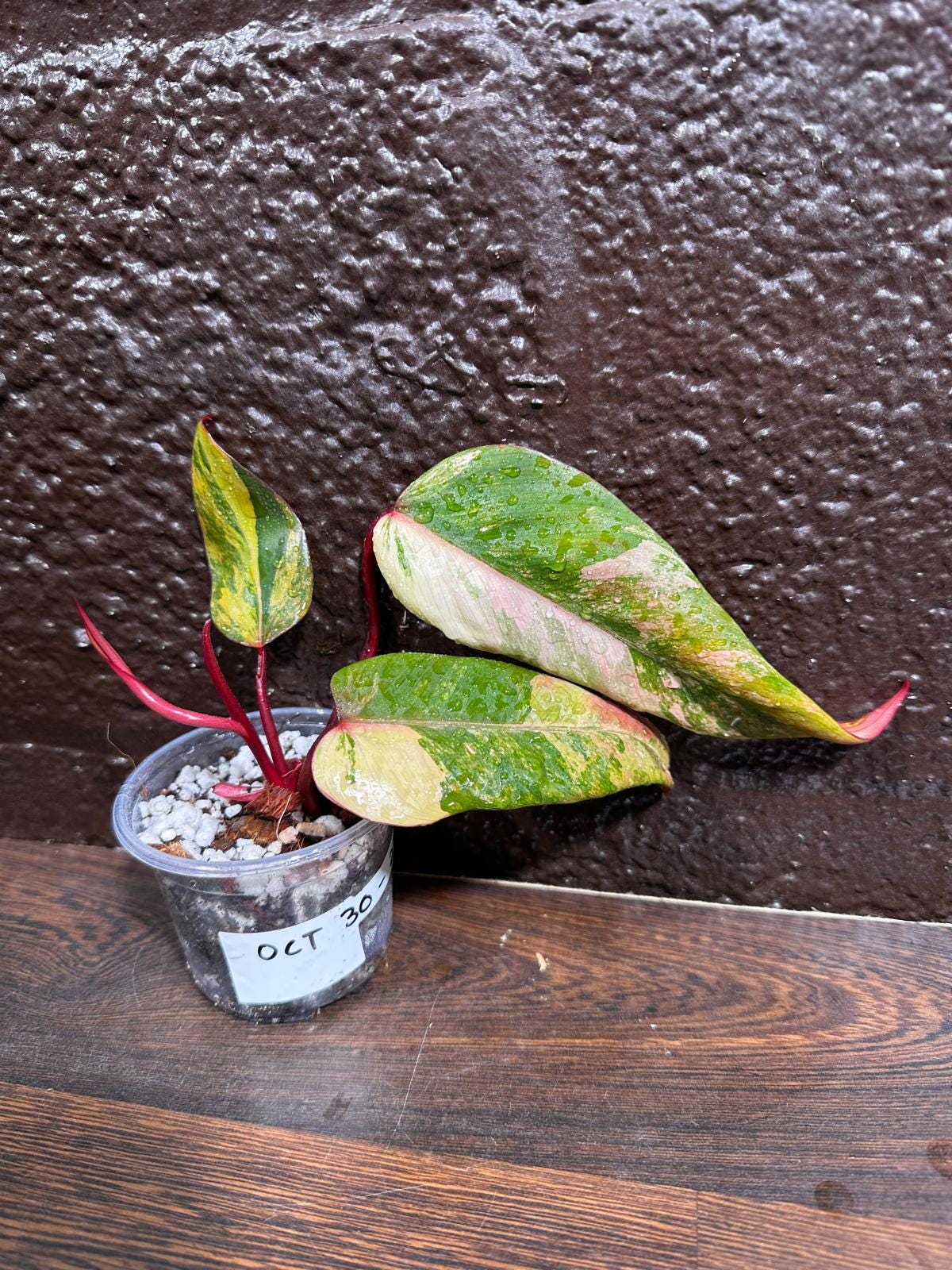 Variegated Philodendron Strawberry Shake in a Nursery Pot - Large Strawberry Shake RARE collector plant - Beginners Plant - US seller