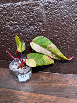 Variegated Philodendron Strawberry Shake in a Nursery Pot - Large Strawberry Shake RARE collector plant - Beginners Plant - US seller