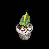Rare Variegated Philodendron Mican Aurea in a Nursery Pot - High Variegated Mican Potted Plant - US SELLER - SAME Potted Plant
