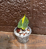 Rare Variegated Philodendron Mican Aurea in a Nursery Pot - High Variegated Mican Potted Plant - US SELLER - SAME Potted Plant