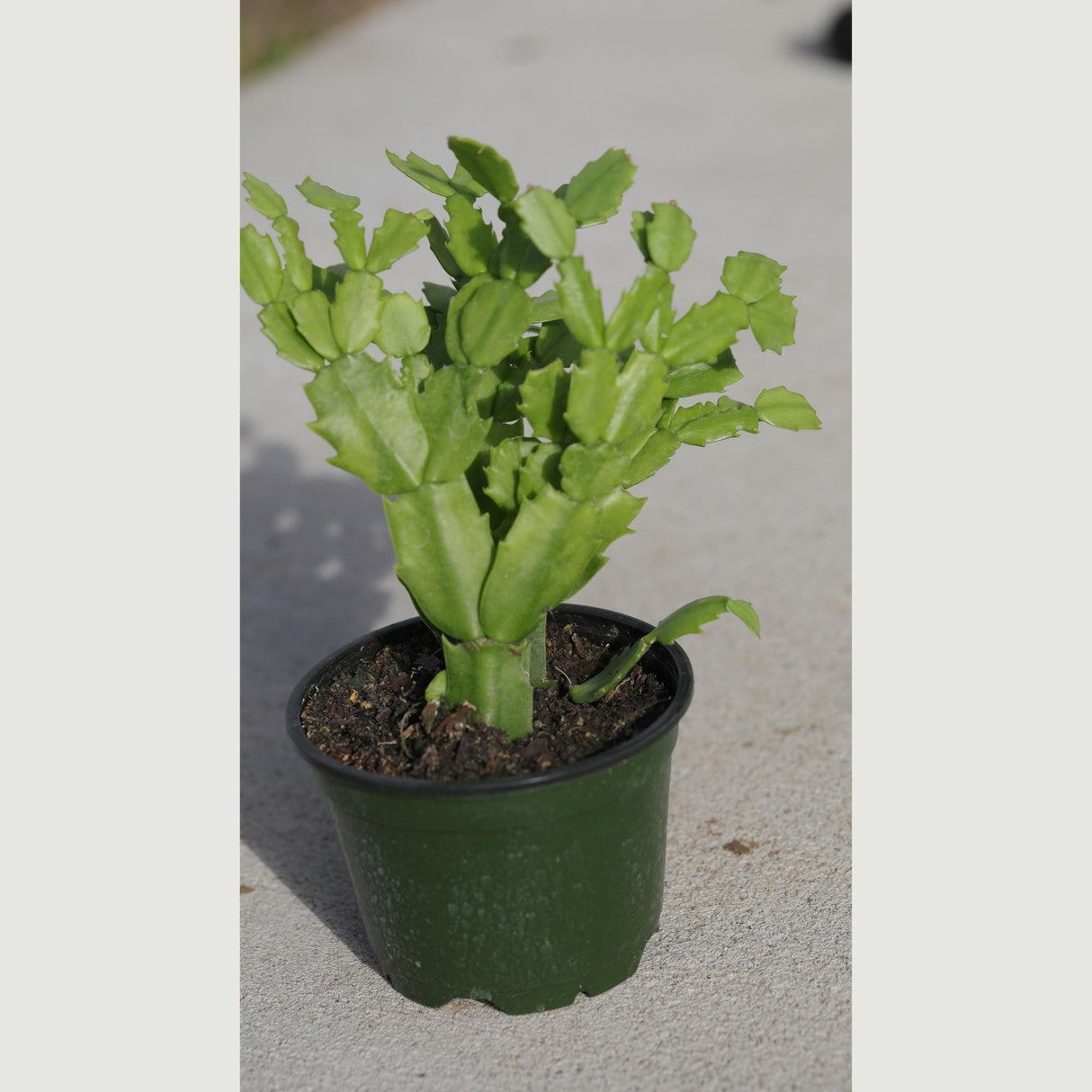 Thanksgiving Cactus in a 3" Nursery Pot-Schlumbergera Truncata-Cactus Plant-Low Light Houseplants -PetSafe Succulent Plant-Live Indoor Plant