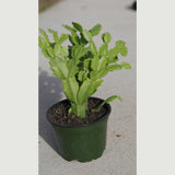 Thanksgiving Cactus in a 3" Nursery Pot-Schlumbergera Truncata-Cactus Plant-Low Light Houseplants -PetSafe Succulent Plant-Live Indoor Plant