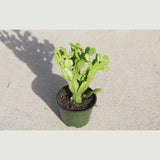 Thanksgiving Cactus in a 3" Nursery Pot-Schlumbergera Truncata-Cactus Plant-Low Light Houseplants -PetSafe Succulent Plant-Live Indoor Plant