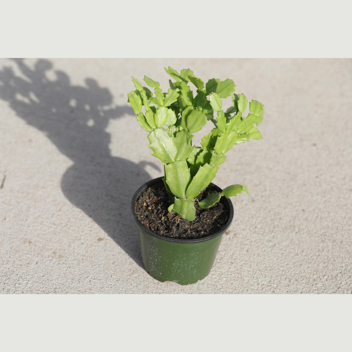 Thanksgiving Cactus in a 3" Nursery Pot-Schlumbergera Truncata-Cactus Plant-Low Light Houseplants -PetSafe Succulent Plant-Live Indoor Plant