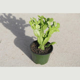 Thanksgiving Cactus in a 3" Nursery Pot-Schlumbergera Truncata-Cactus Plant-Low Light Houseplants -PetSafe Succulent Plant-Live Indoor Plant