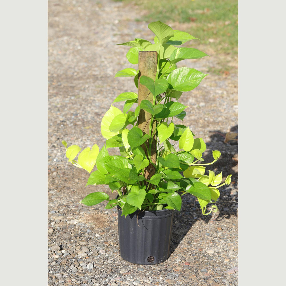 Golden Pothos & Neon Pothos Mix Totem in 10 “ Pot- Large Tall  Vining Indoor Houseplant - Air Purifying Indoor Plants - Low Light Plant