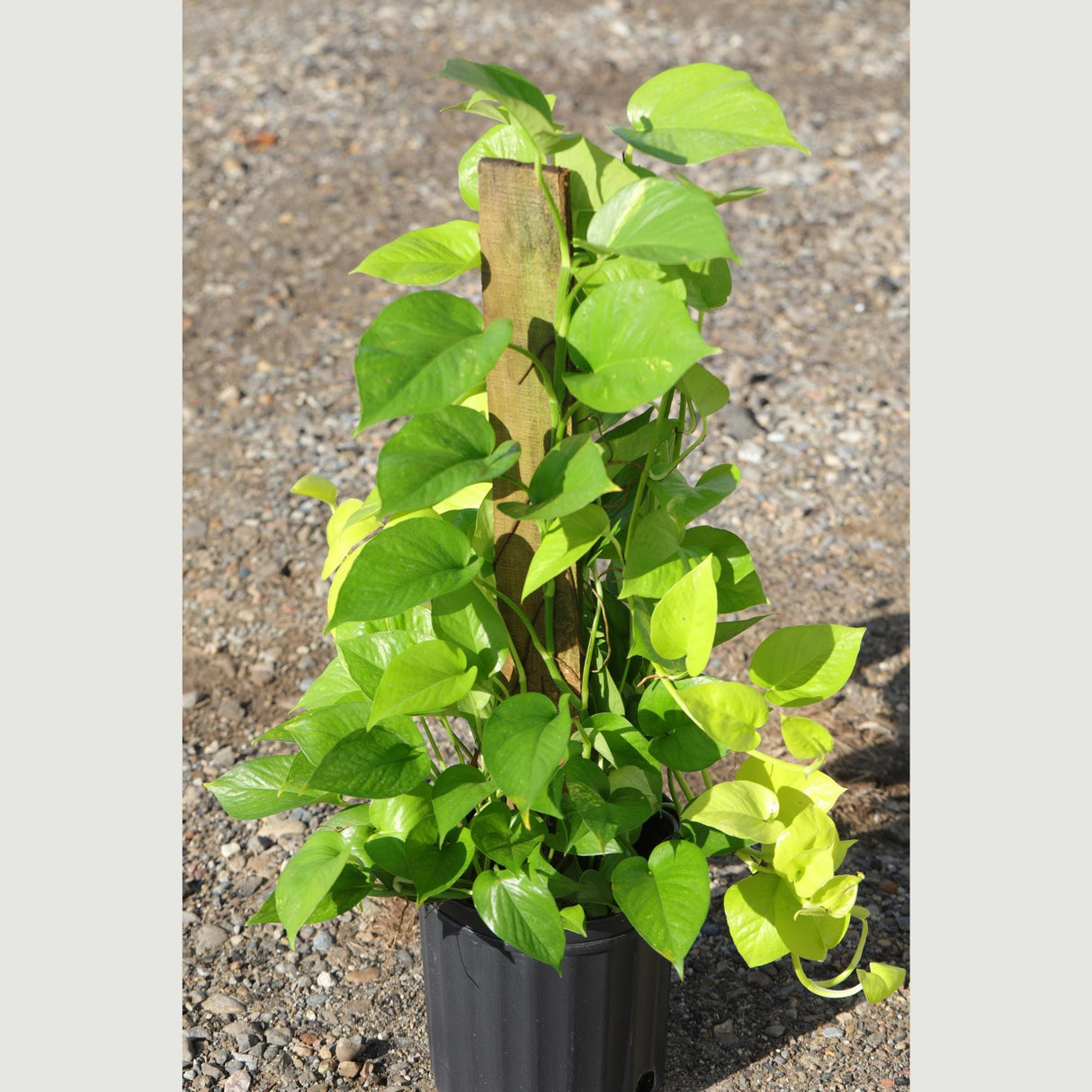 Golden Pothos & Neon Pothos Mix Totem in 10 “ Pot- Large Tall  Vining Indoor Houseplant - Air Purifying Indoor Plants - Low Light Plant