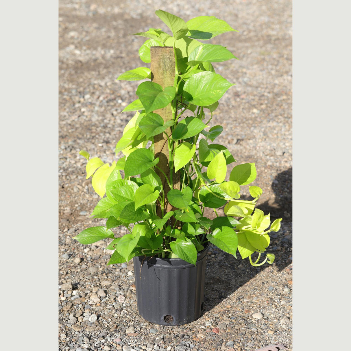 Golden Pothos & Neon Pothos Mix Totem in 10 “ Pot- Large Tall  Vining Indoor Houseplant - Air Purifying Indoor Plants - Low Light Plant