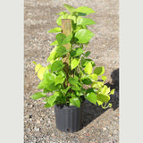 Golden Pothos & Neon Pothos Mix Totem in 10 “ Pot- Large Tall  Vining Indoor Houseplant - Air Purifying Indoor Plants - Low Light Plant