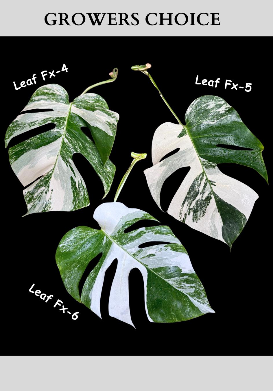 Monstera Albo - Rare Variegated Monstera Borsigiana Albo - USA seller - Grower's Choice