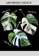 Monstera Albo - Rare Variegated Monstera Borsigiana Albo - USA seller - Grower's Choice