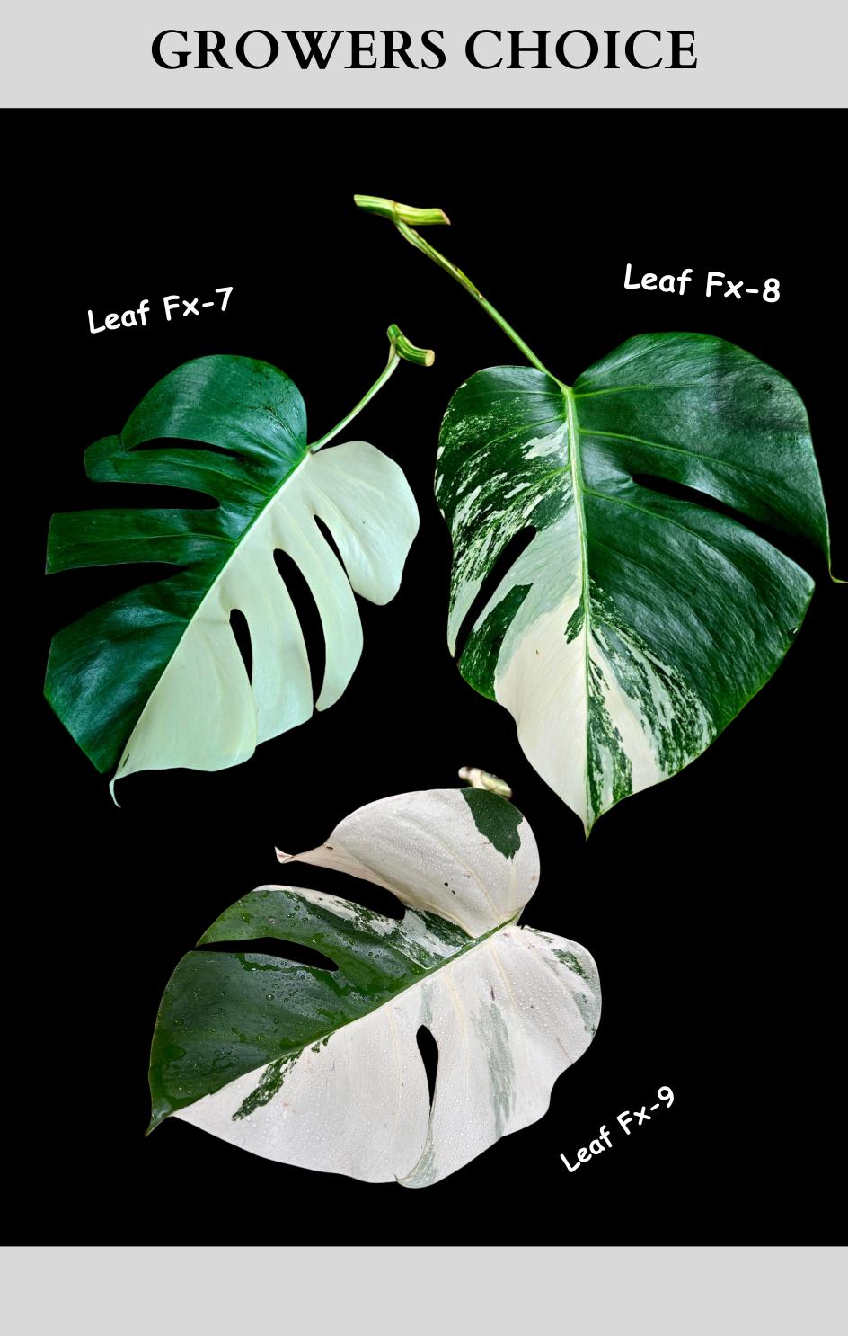 Monstera Albo - Rare Variegated Monstera Borsigiana Albo - USA seller - Grower's Choice