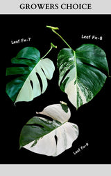 Monstera Albo - Rare Variegated Monstera Borsigiana Albo - USA seller - Grower's Choice
