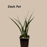 Rare Fernwood Mikado Snake Plant in a Nursery Pot - Indoor Easy Care Low Maintenance Houseplant - Low Light Succulent - US seller
