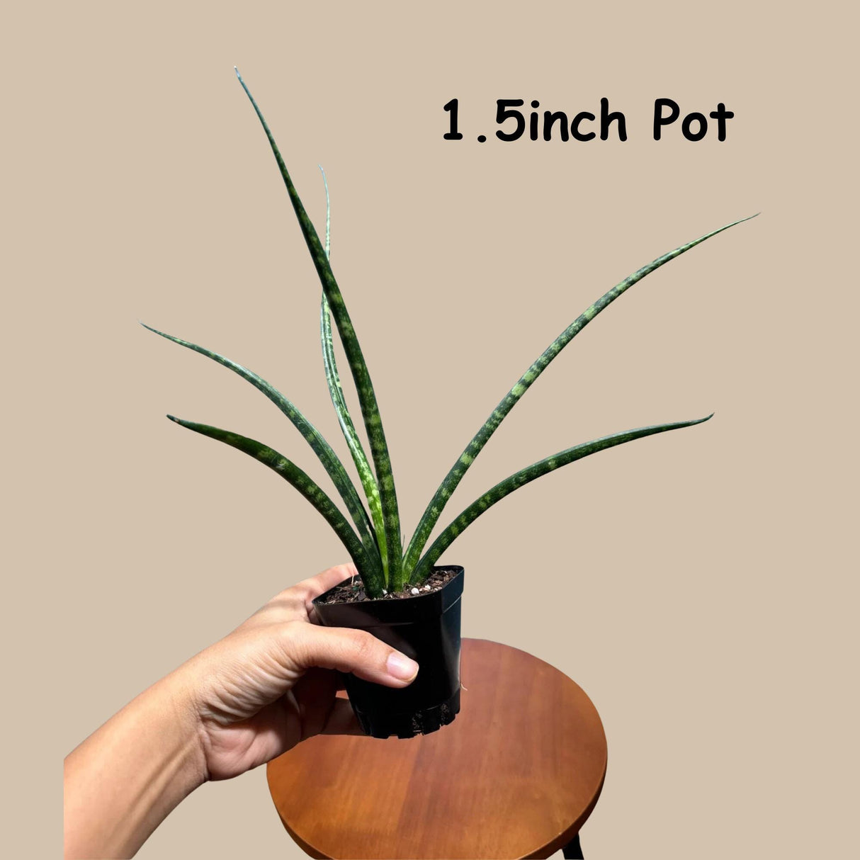 Rare Fernwood Mikado Snake Plant in a Nursery Pot - Indoor Easy Care Low Maintenance Houseplant - Low Light Succulent - US seller