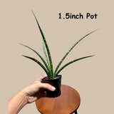 Rare Fernwood Mikado Snake Plant in a Nursery Pot - Indoor Easy Care Low Maintenance Houseplant - Low Light Succulent - US seller