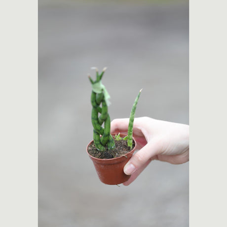 African Spear Braided Plant in a 2.5" Pot - Sansevieria Cylindrica Snake Plant - Low light Indoor Succulent - Kids, Gift, Terrarium Plant
