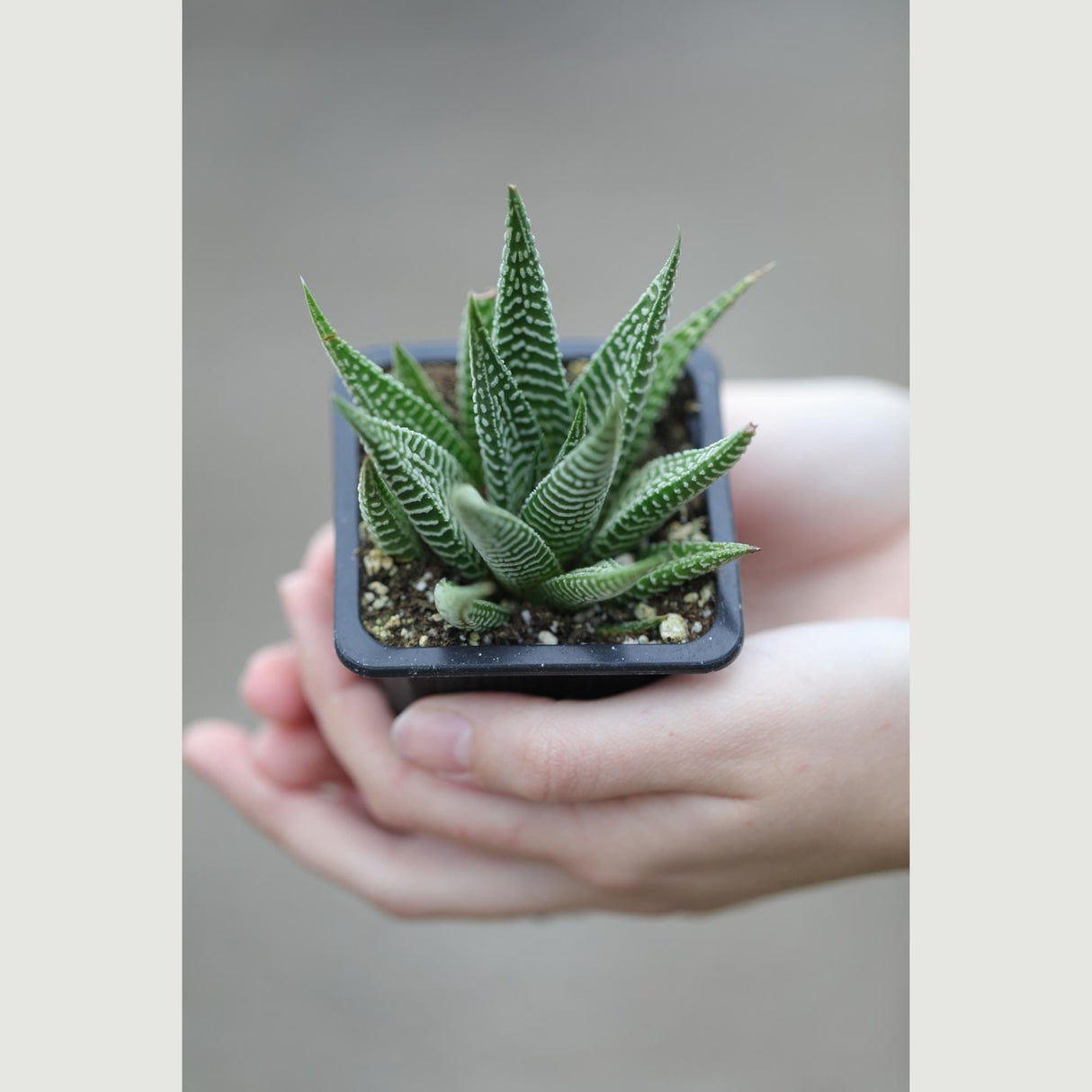 Haworthia Limifolia in a 3" Pot- Succulent Plant - Zebra Aloe - Mini Indoor Cactus - Easy Care Indoor Plant - Low Maintenance Houseplant