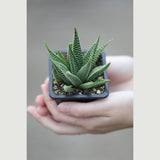 Haworthia Limifolia in a 3" Pot- Succulent Plant - Zebra Aloe - Mini Indoor Cactus - Easy Care Indoor Plant - Low Maintenance Houseplant