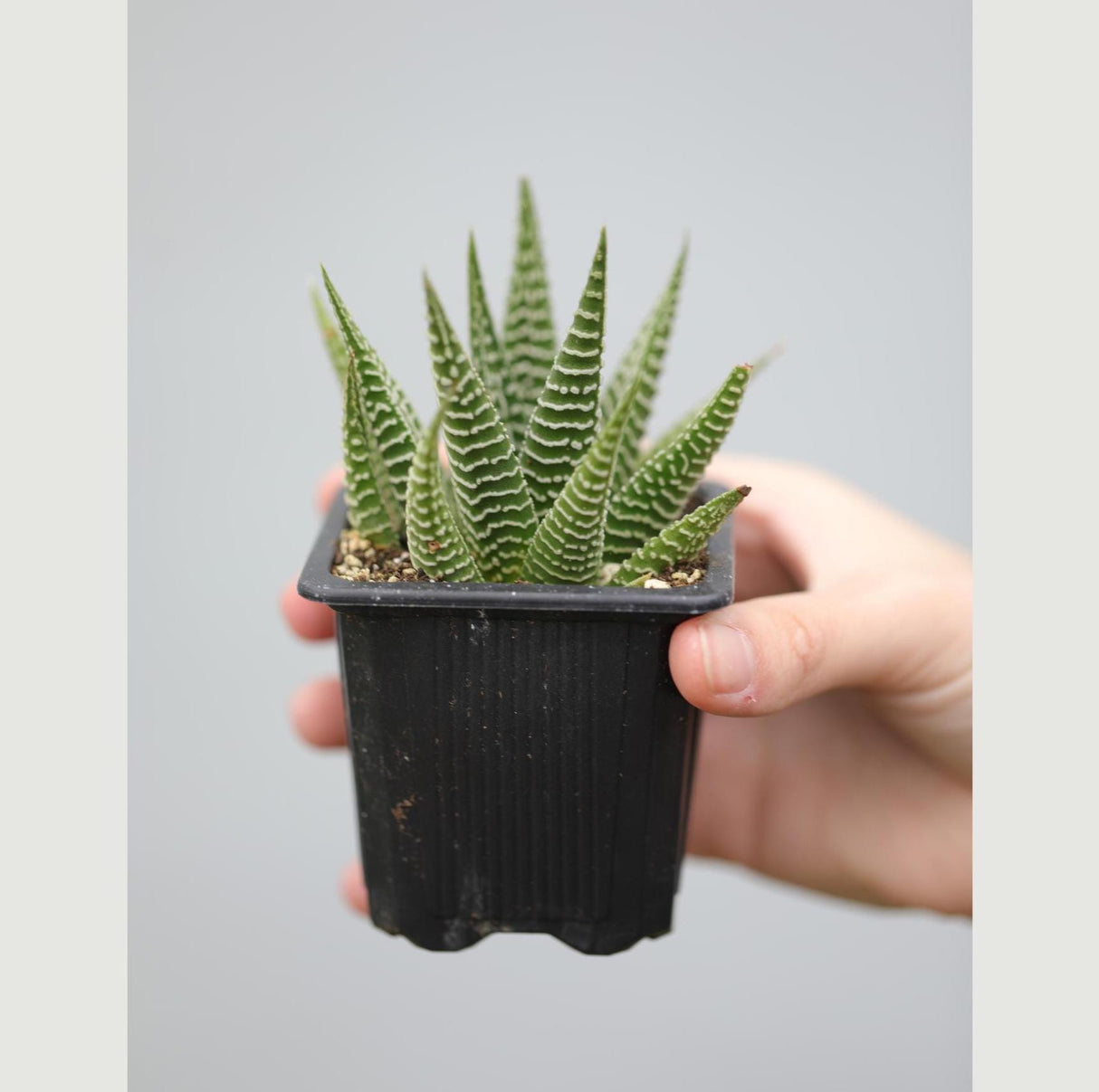 Haworthia Limifolia in a 3" Pot- Succulent Plant - Zebra Aloe - Mini Indoor Cactus - Easy Care Indoor Plant - Low Maintenance Houseplant