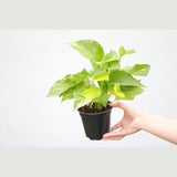 Marble Queen Pothos Plant in a 3" Nursery Pot- Indoor Vining Houseplants - Marble Pothos - Air Purifying Epipremnum - Low Light Indoor Plant