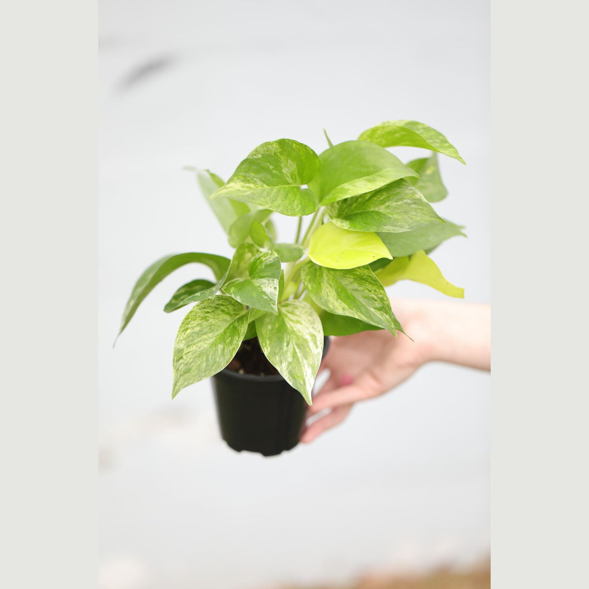Marble Queen Pothos Plant in a 3" Nursery Pot- Indoor Vining Houseplants - Marble Pothos - Air Purifying Epipremnum - Low Light Indoor Plant