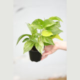 Marble Queen Pothos Plant in a 3" Nursery Pot- Indoor Vining Houseplants - Marble Pothos - Air Purifying Epipremnum - Low Light Indoor Plant