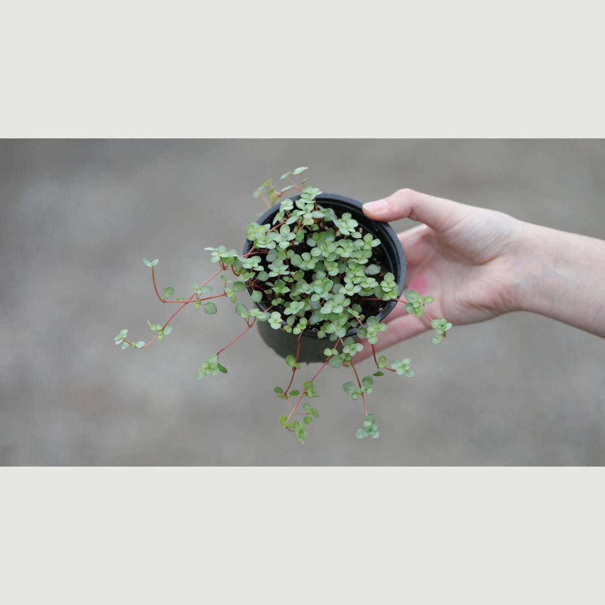 Biblical Job's Tears - Blue Baby Tears in a 4" Nursery Pot - Pilea glauca - Indoor succulent plant - Easy care houseplant -Terrarium plant
